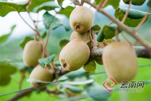 隴川獼猴桃豐產，農民喜增收，產業銷售前景廣闊