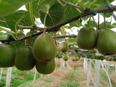 四川綿陽安州區紅心獼猴桃 優質果品，批發價僅5.00元/斤